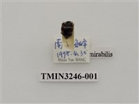 藏品(瓜茄瓢蟲)的圖片